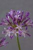 <em>Allium abramsii</em> 'NNS06-4'